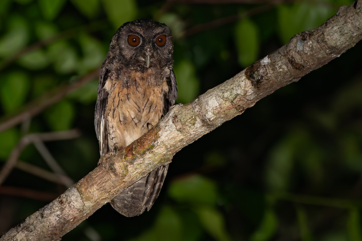 Tawny-bellied Screech-Owl (Northern) - ML646003280