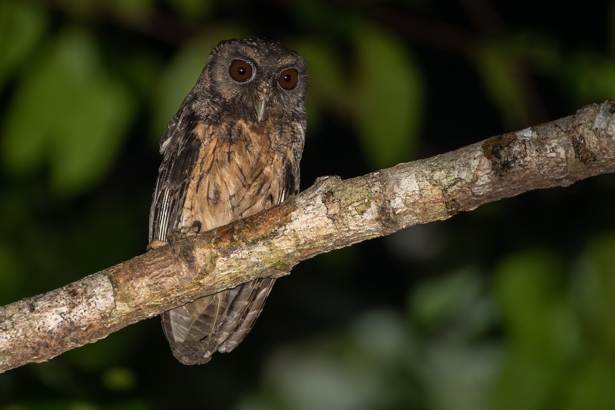 Tawny-bellied Screech-Owl (Northern) - ML646003281