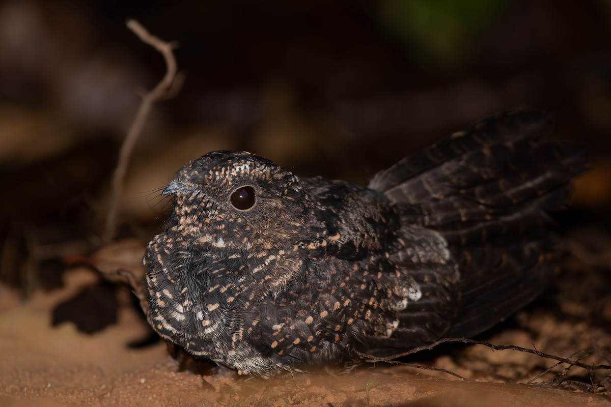 Blackish Nightjar - ML646003282