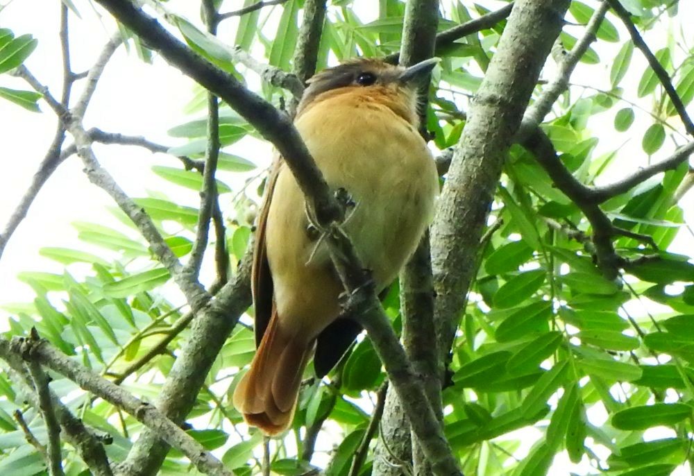 Бекард каштановий - ML646003287