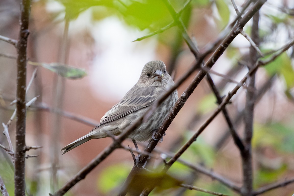 House Finch - ML646003288