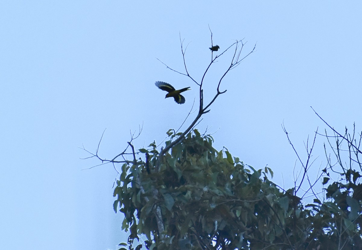 Scarlet Minivet (Philippine Yellow) - ML646003295