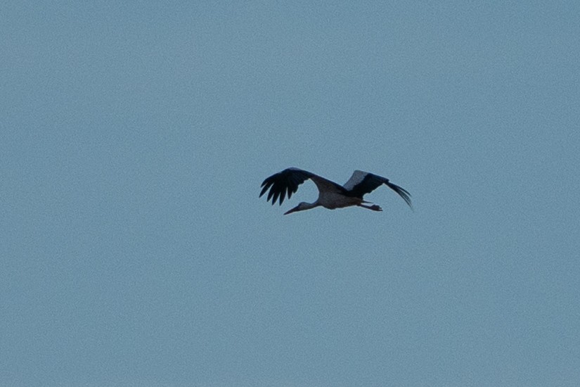 White Stork - ML646003298
