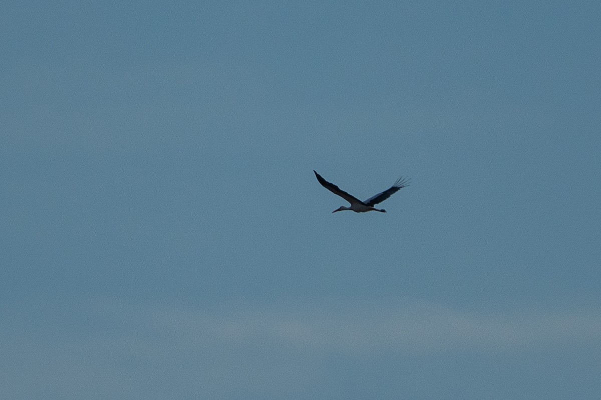 White Stork - ML646003299