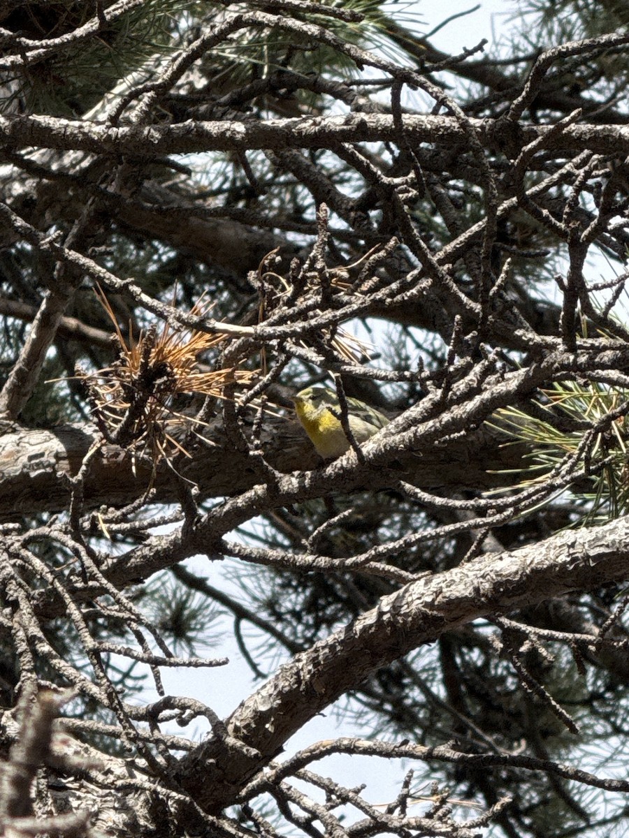 Northern Parula - ML646003301