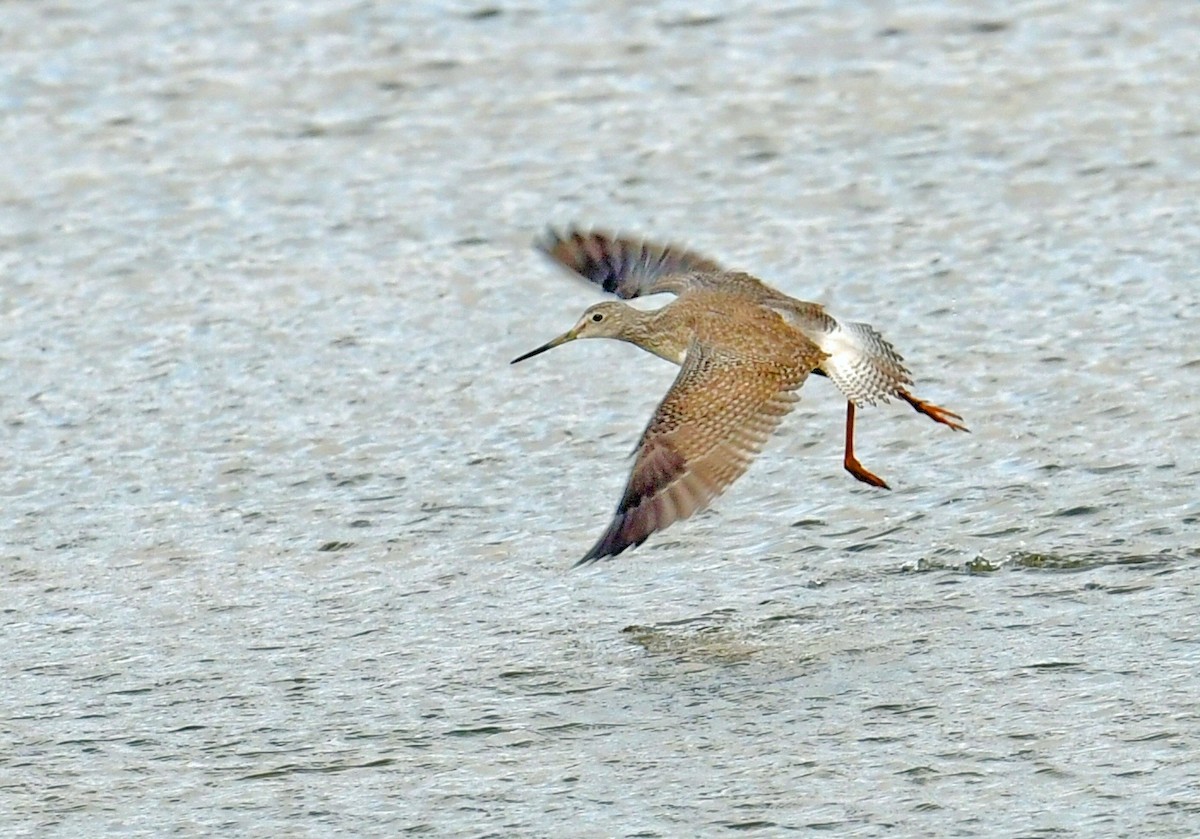 Greater Yellowlegs - ML646003304