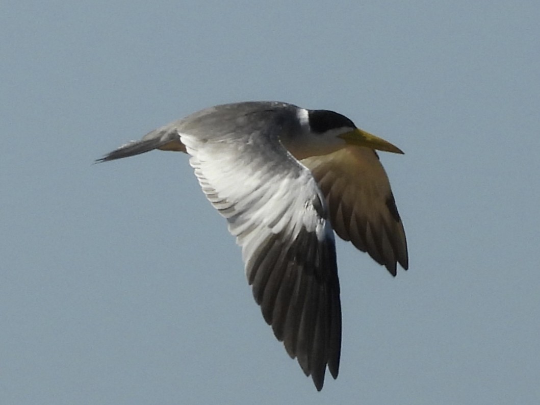 Large-billed Tern - ML646003305