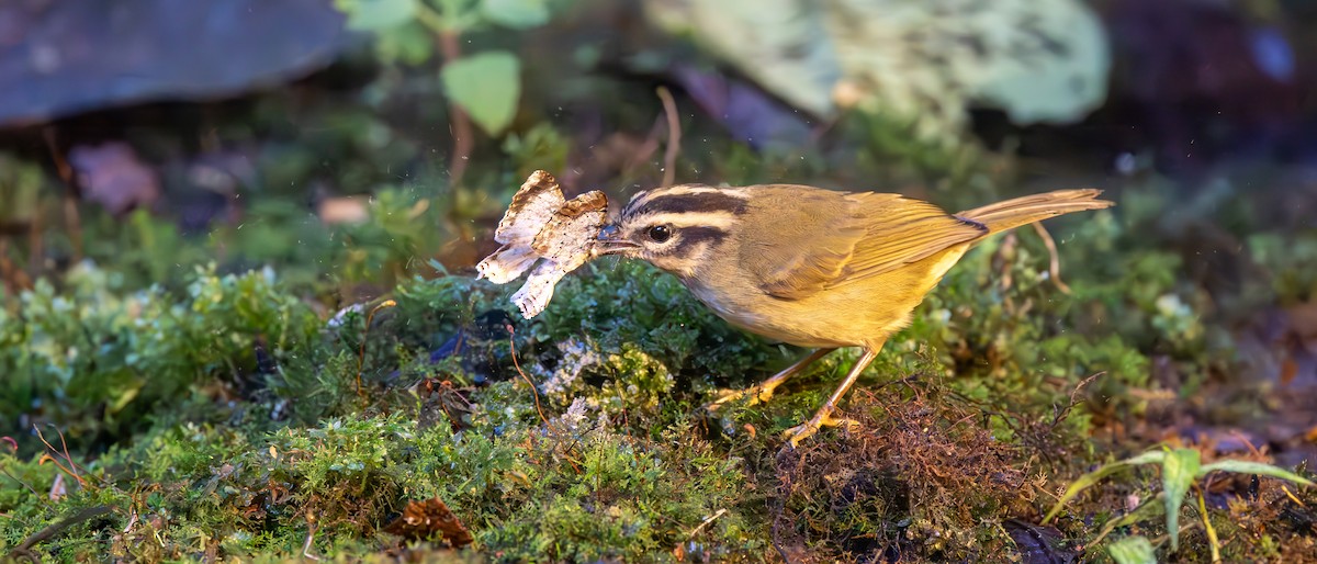 Three-striped Warbler - ML646003309