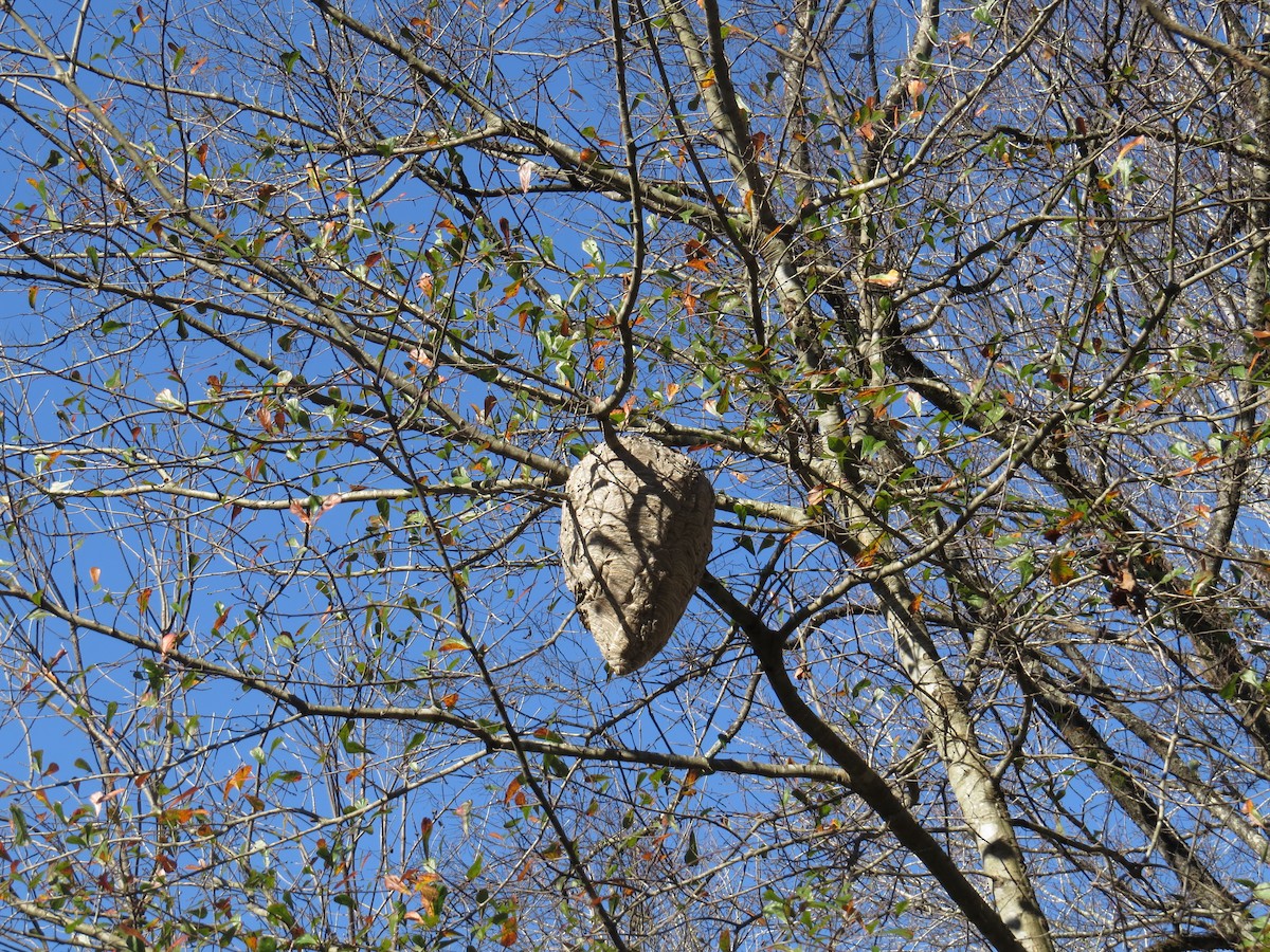 Animals - ML646003316