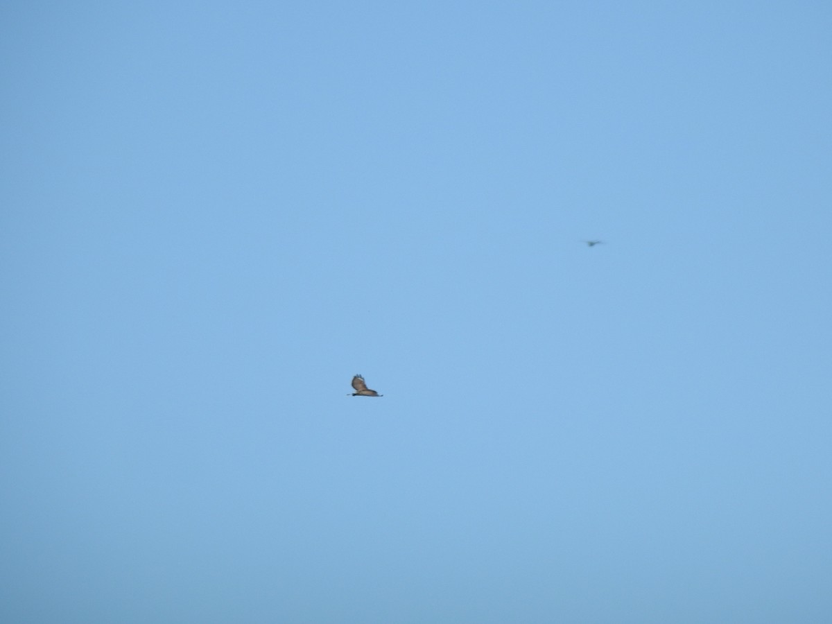 Broad-winged Hawk - ML646003318