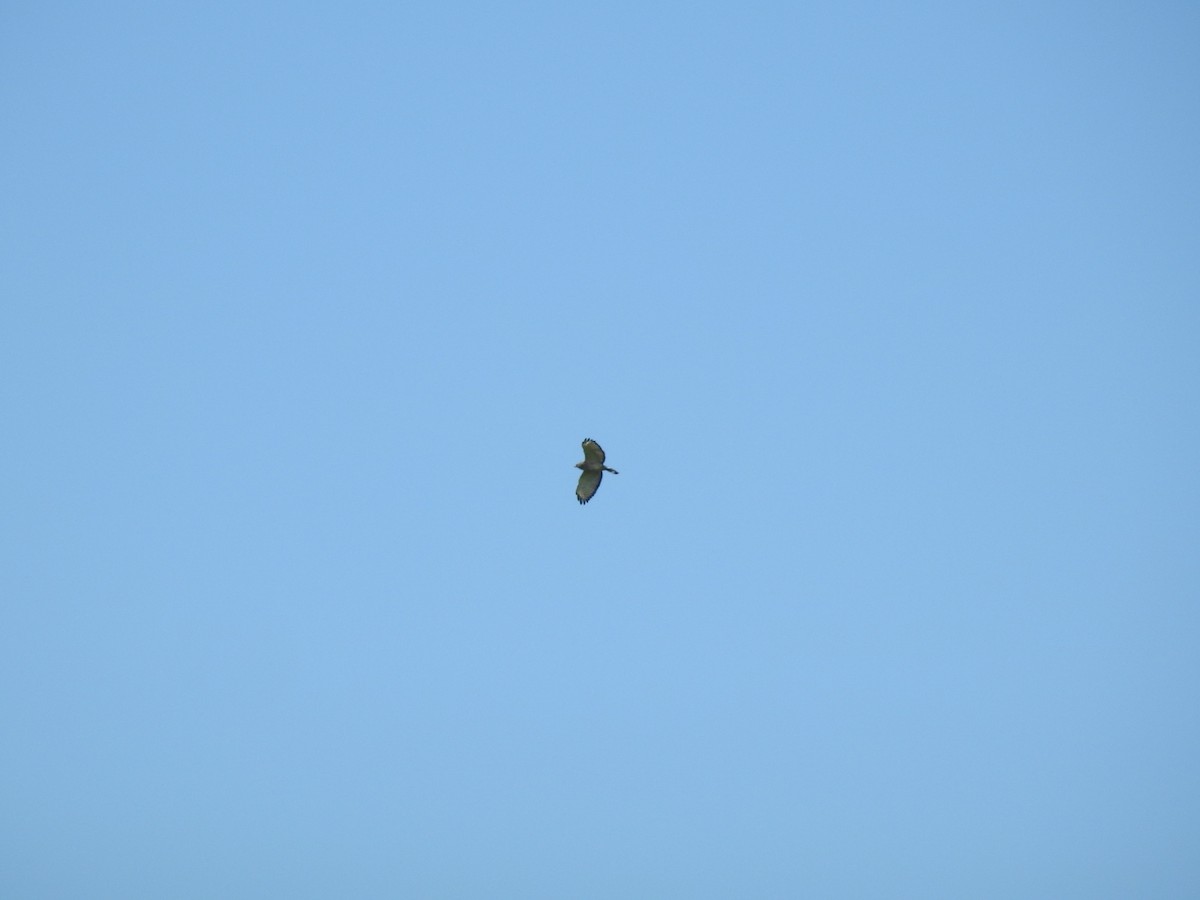 Broad-winged Hawk - ML646003319