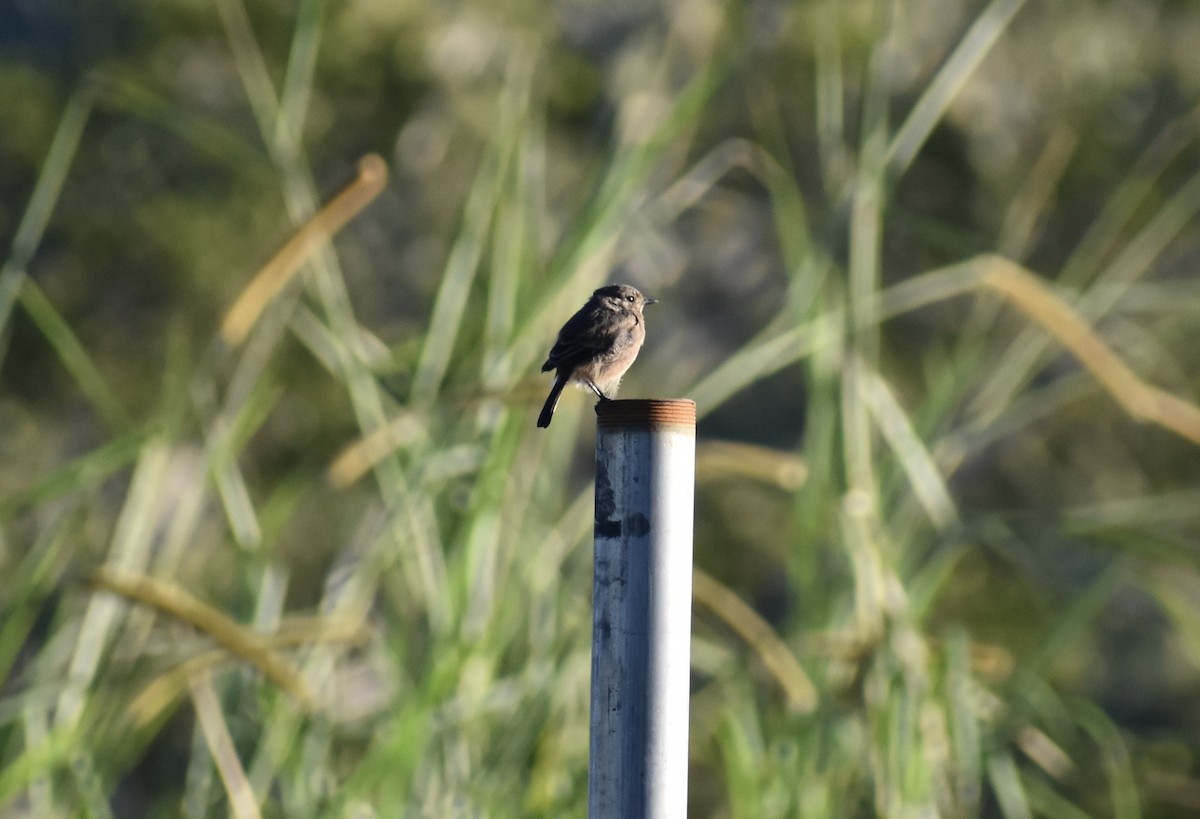 Pied Bushchat - ML646003321