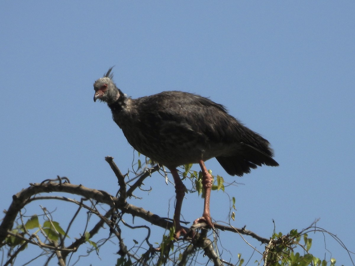 Southern Screamer - ML646003333