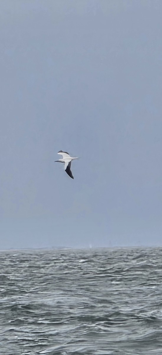 Red-footed Booby - ML646003338