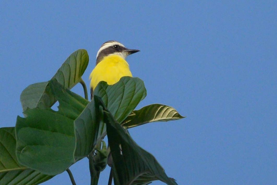 White-ringed Flycatcher - ML646003341