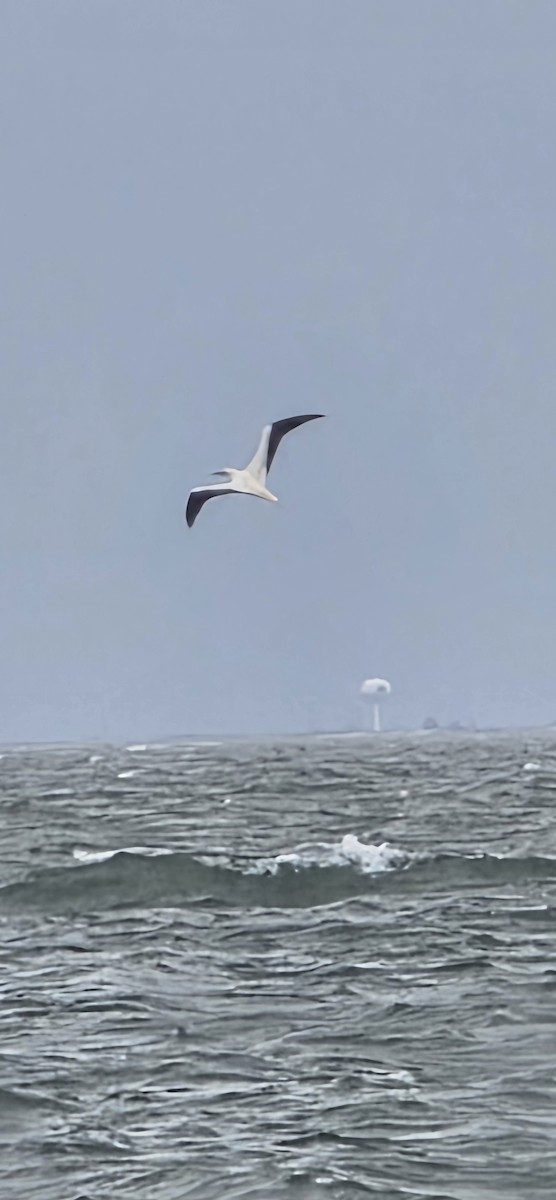 Red-footed Booby - ML646003352