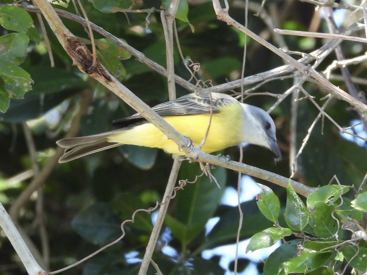 White-throated Kingbird - ML646003354