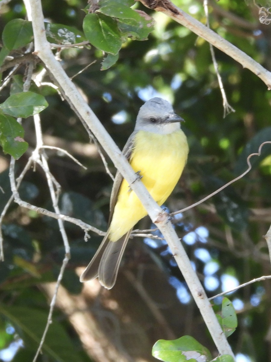 White-throated Kingbird - ML646003355