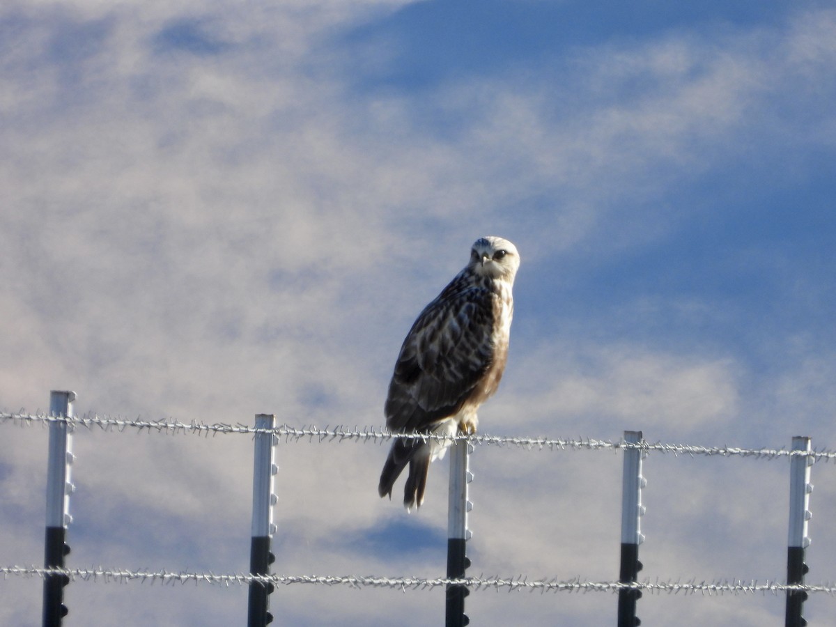 Rough-legged Hawk - ML646003357