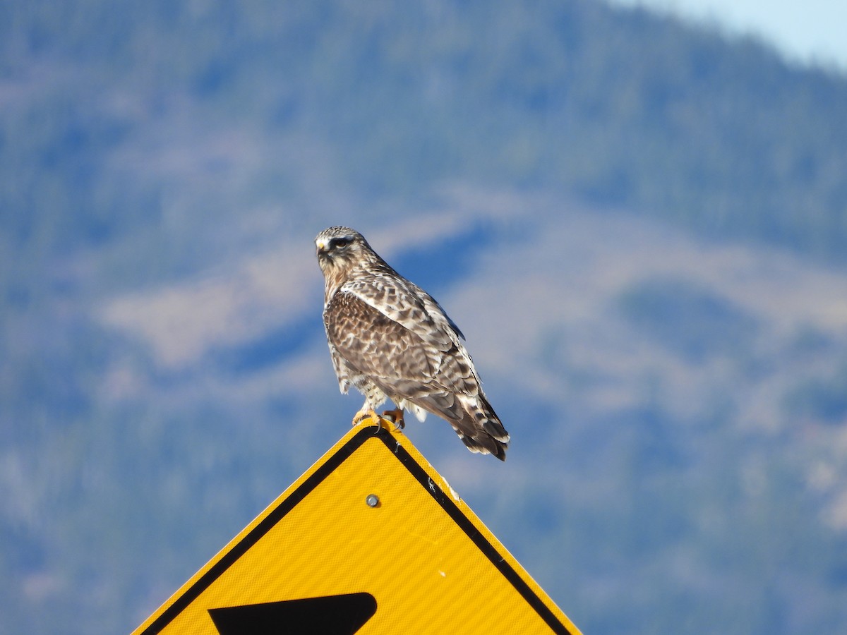 Rough-legged Hawk - ML646003358