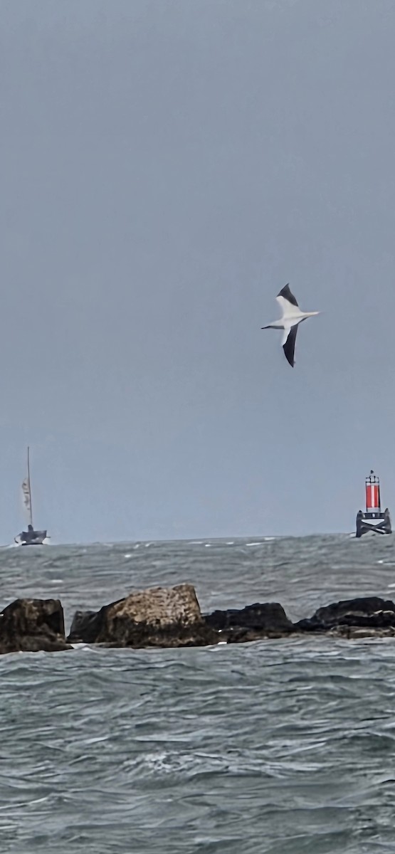 Red-footed Booby - ML646003361