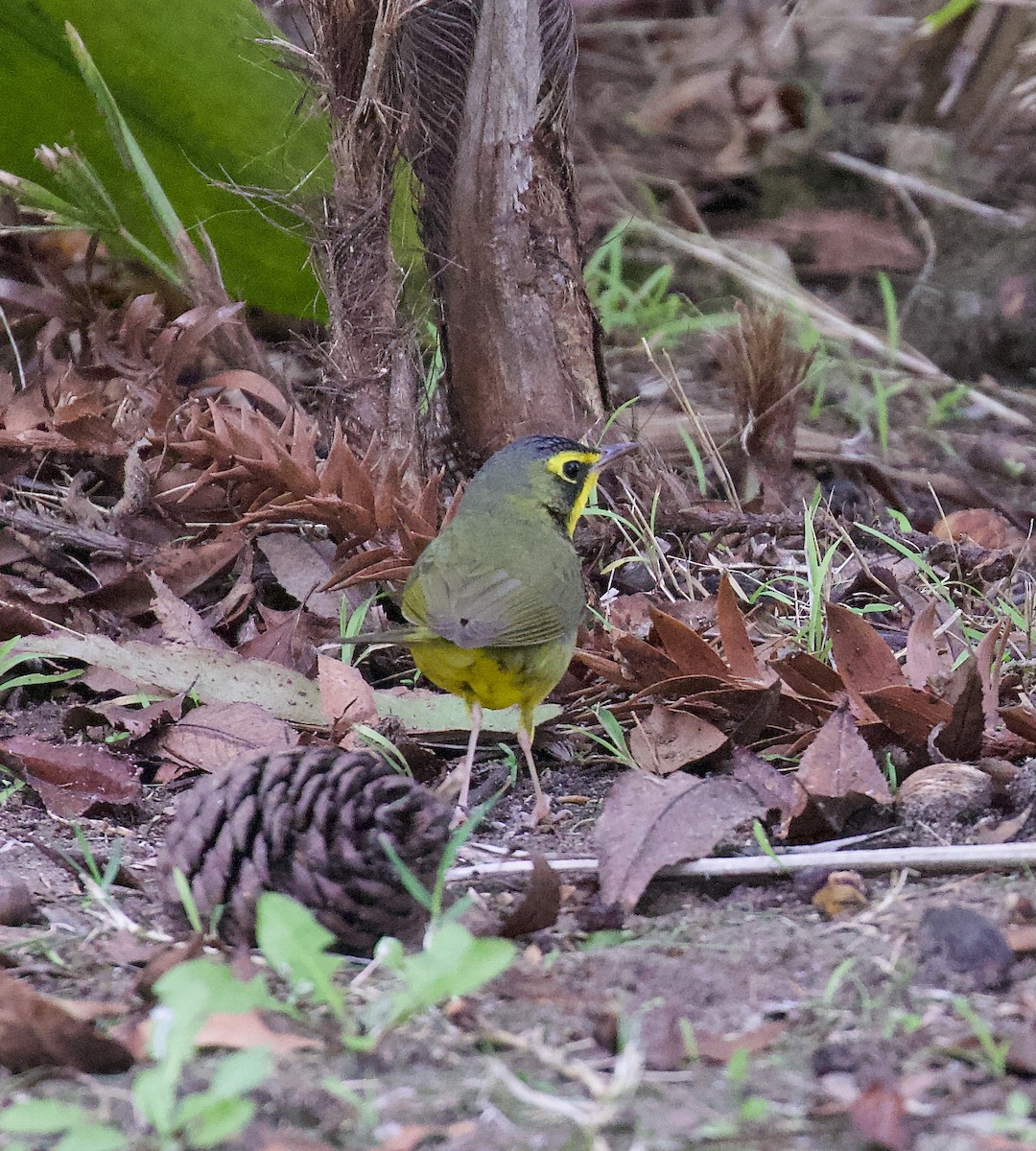 Kentucky Warbler - ML646003362