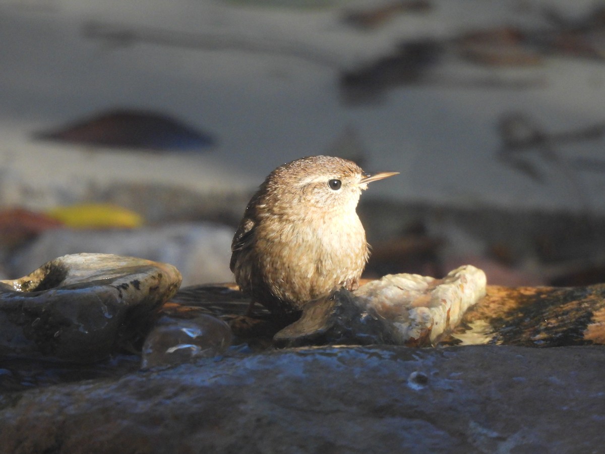 Pacific Wren - ML646003364