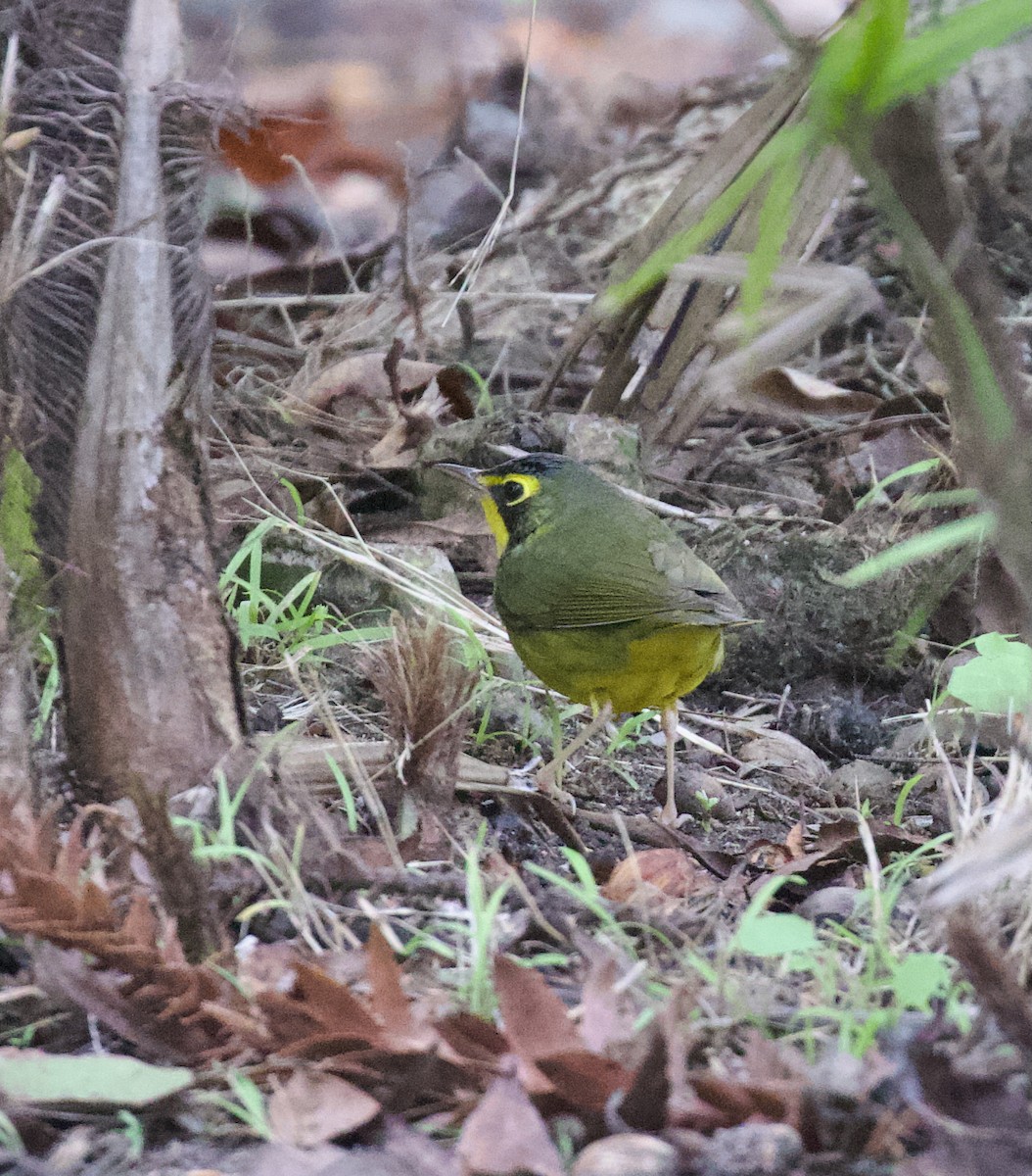 Kentucky Warbler - ML646003365