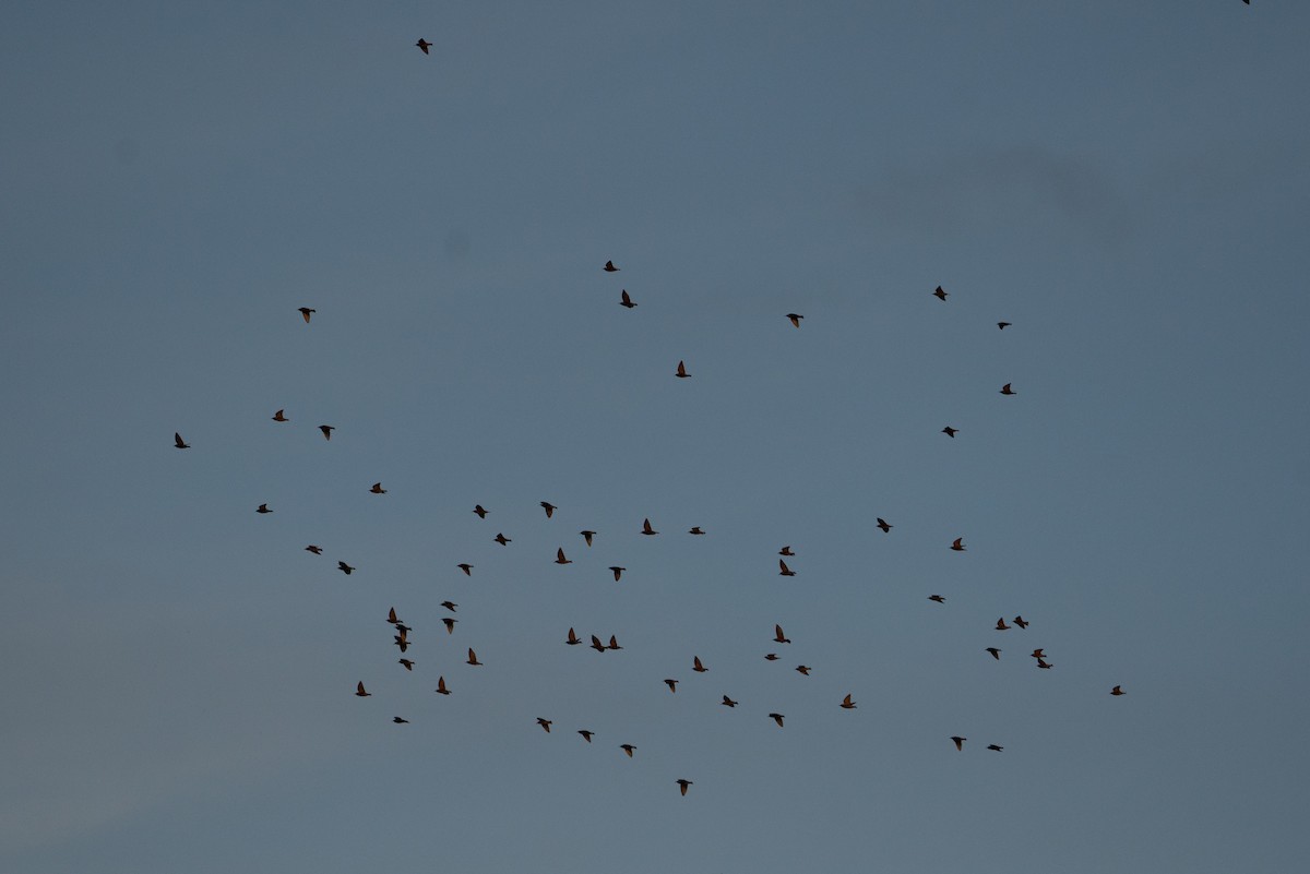 Étourneau unicolore - ML646003366