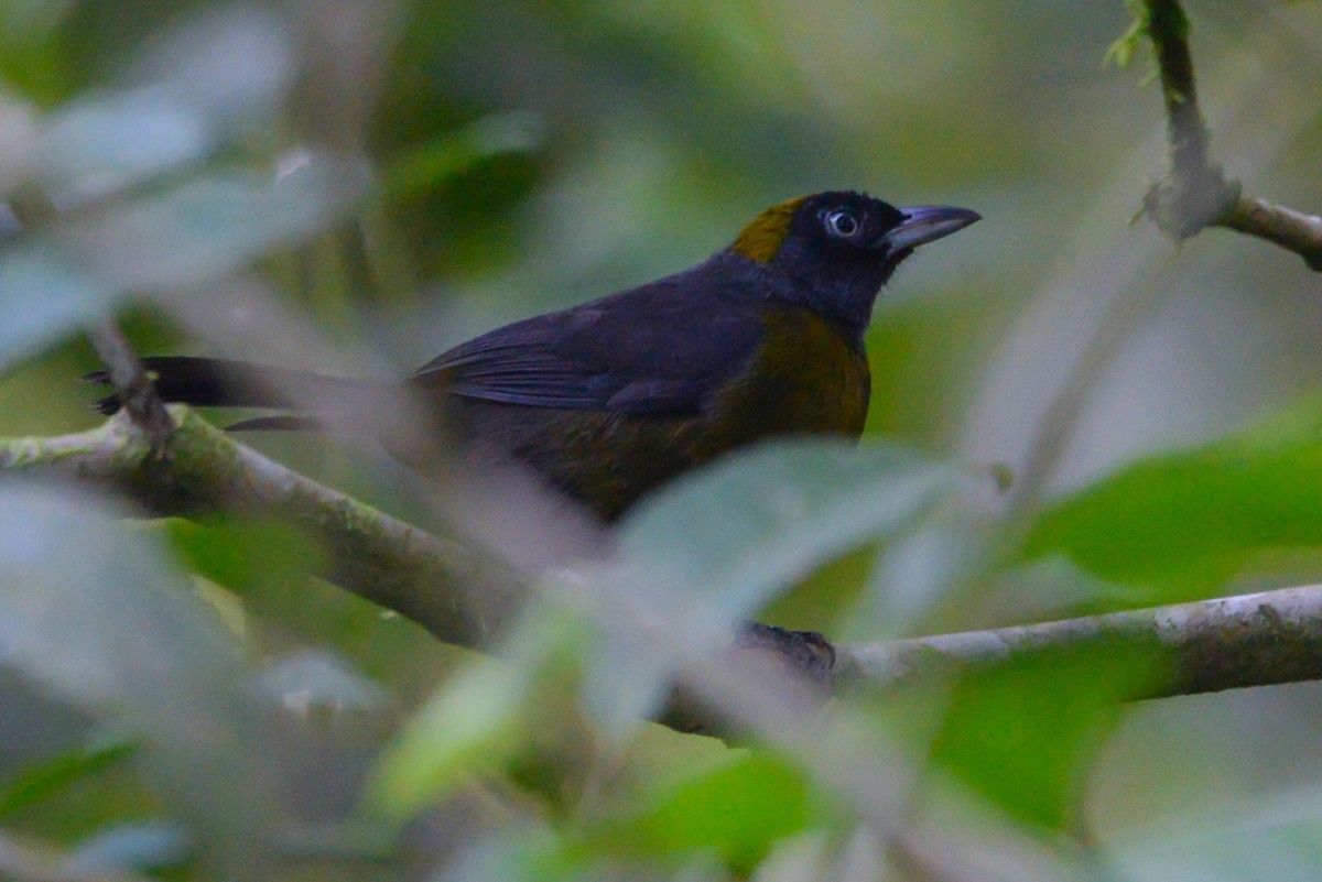 Dusky-faced Tanager - ML646003367