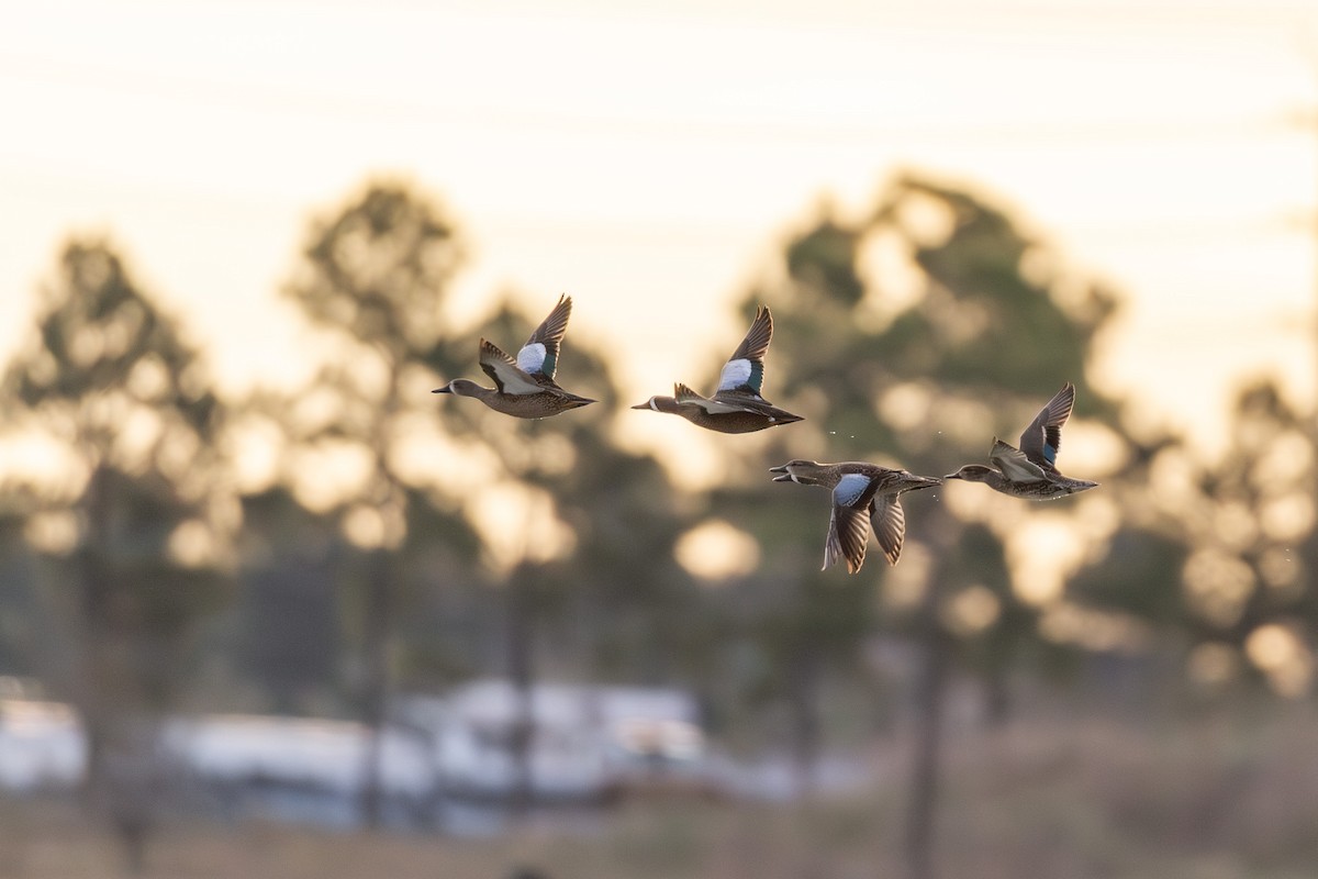 Blue-winged Teal - ML646003381