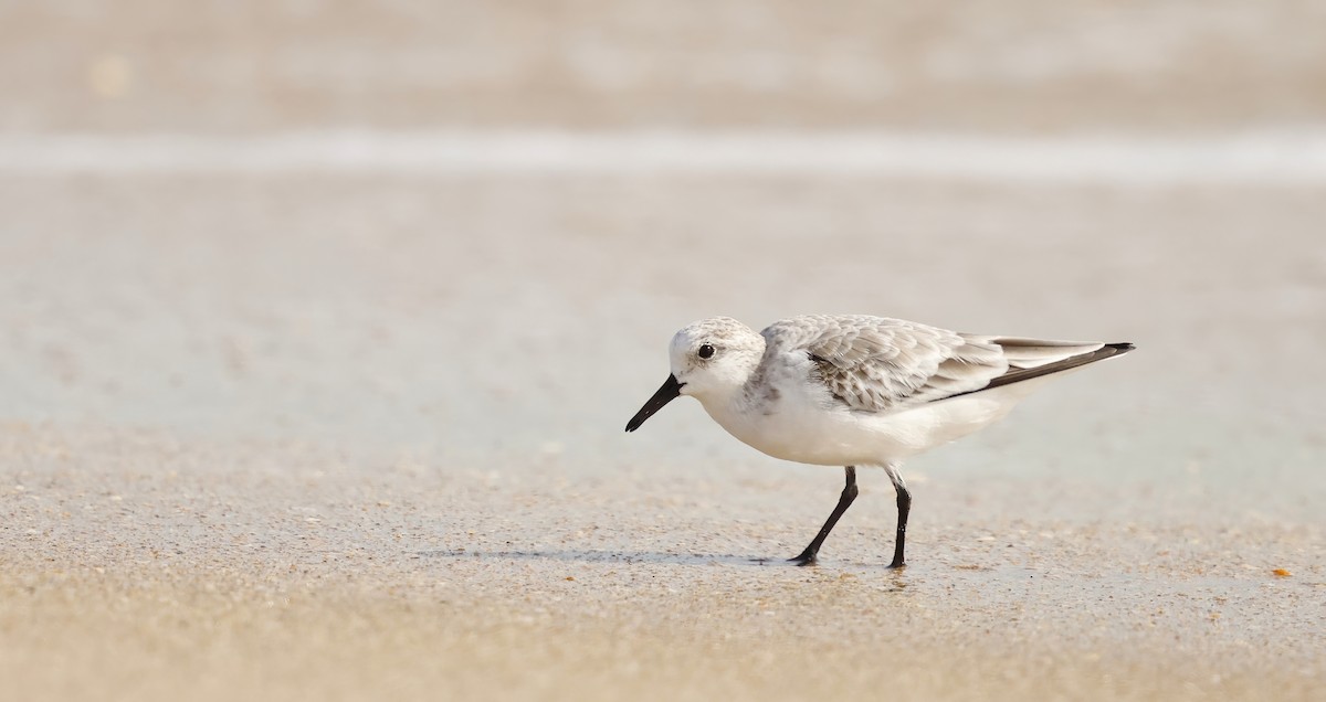 Txirri zuria - ML646003389