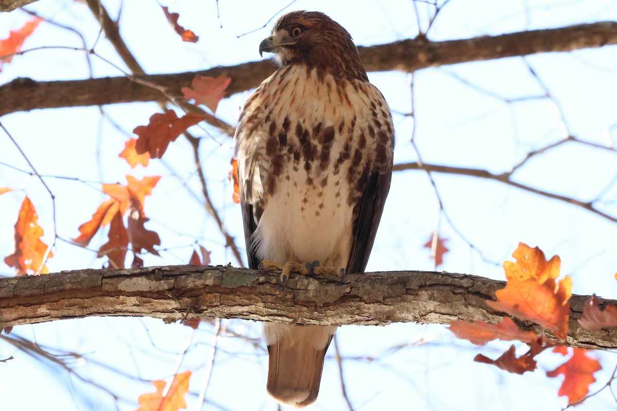 Red-tailed Hawk (borealis) - ML646003390