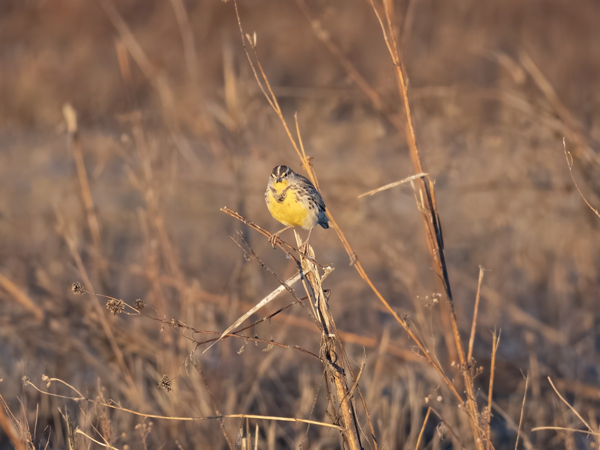 Chihuahuan Meadowlark - ML646003394