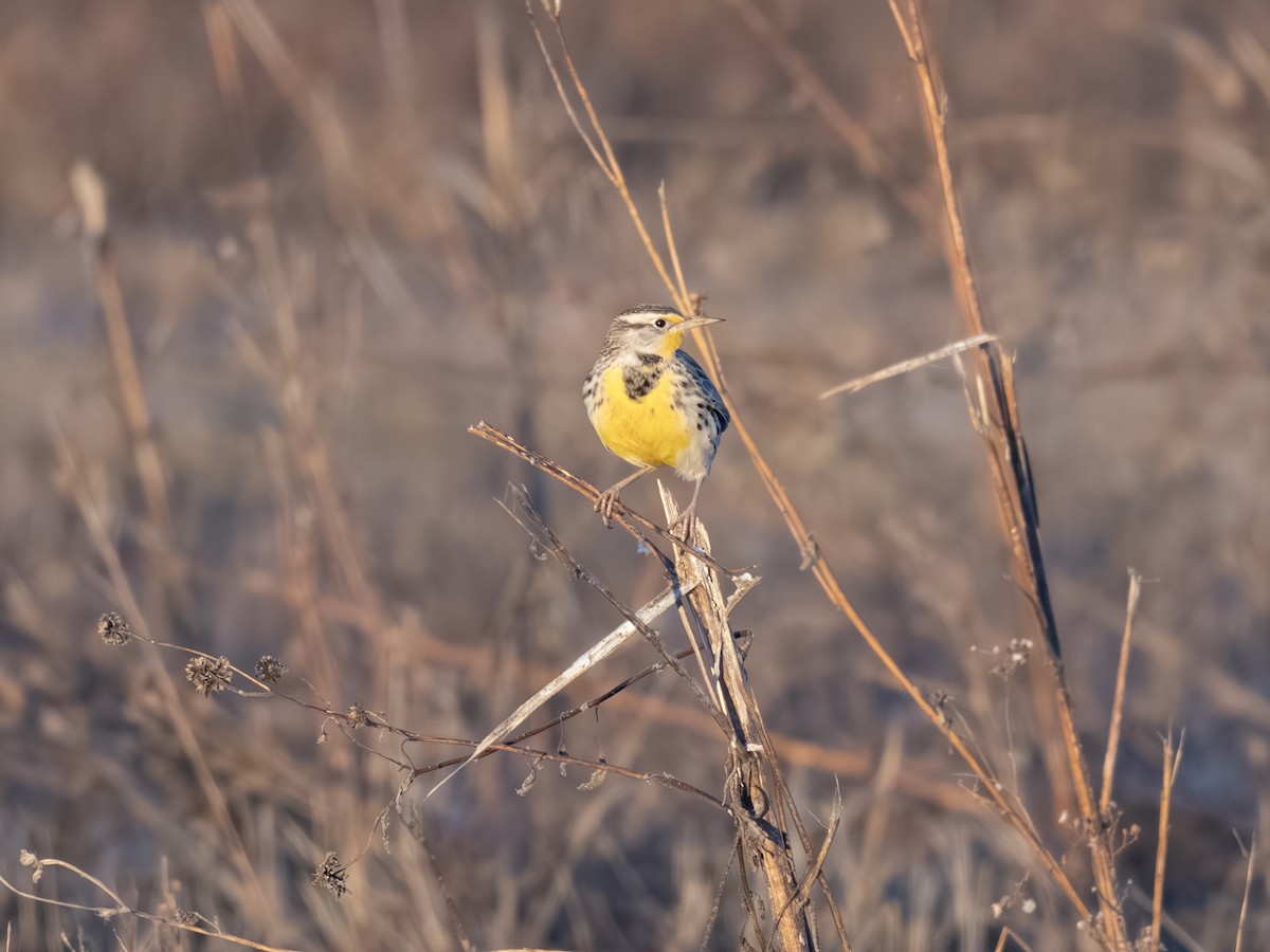 Chihuahuan Meadowlark - ML646003395