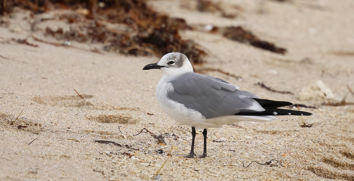 Ацтекская чайка - ML646003397