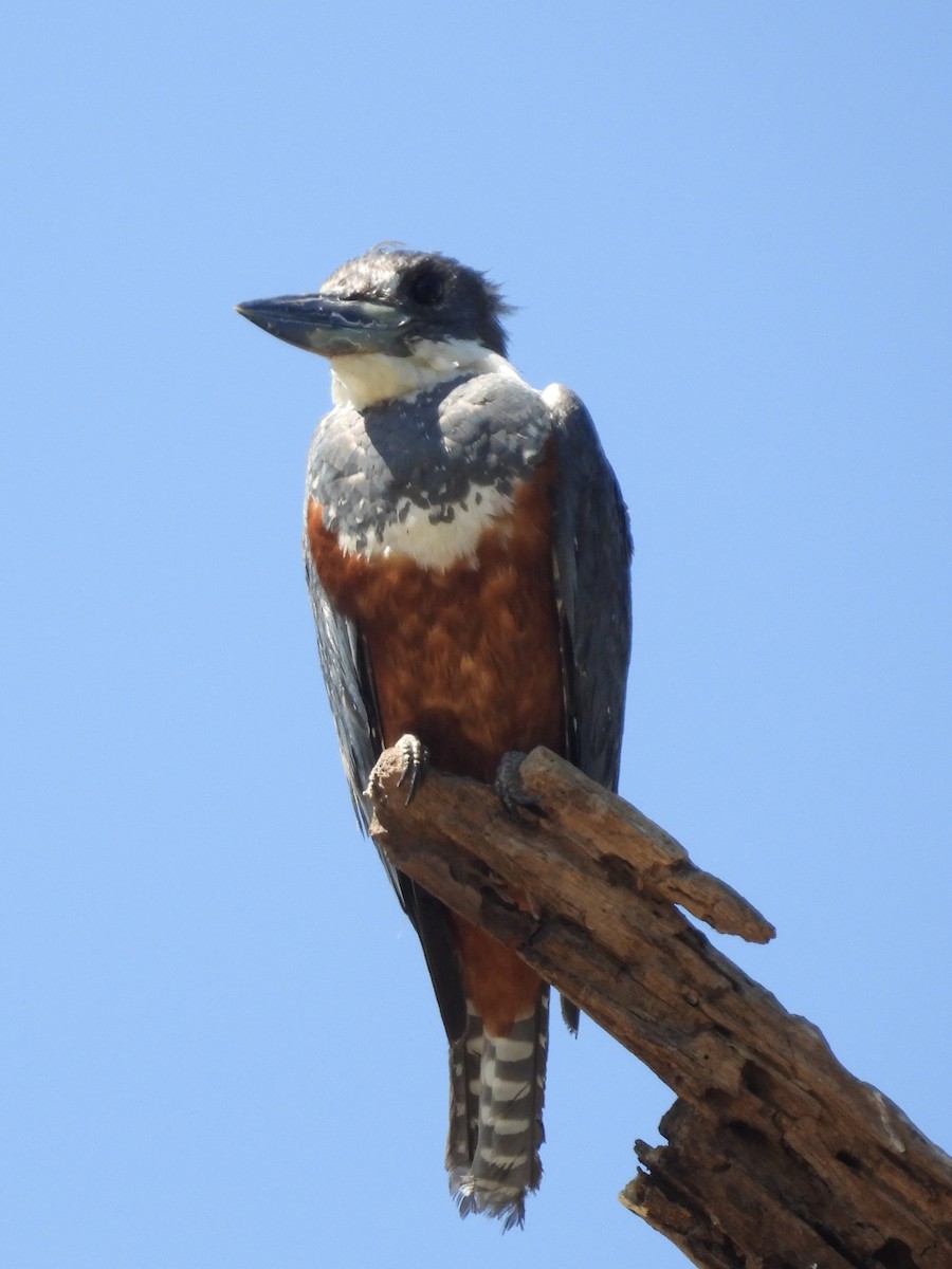 Ringed Kingfisher - ML646003398