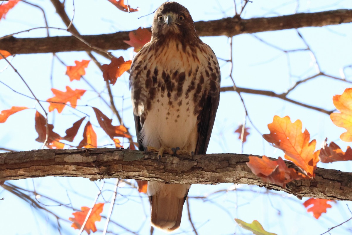 Red-tailed Hawk (borealis) - ML646003404