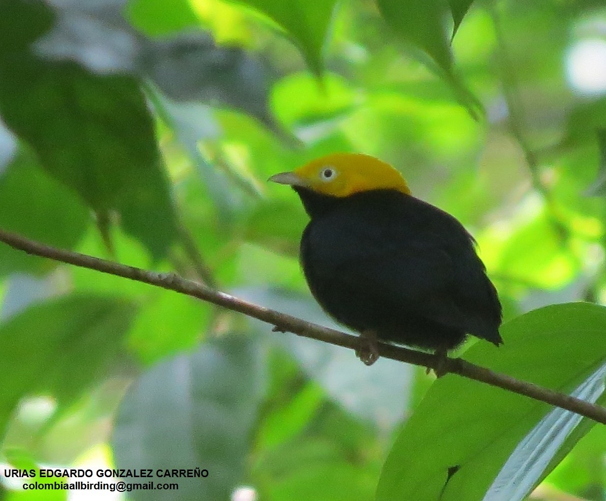 Altın Takkeli Manakin - ML646003411