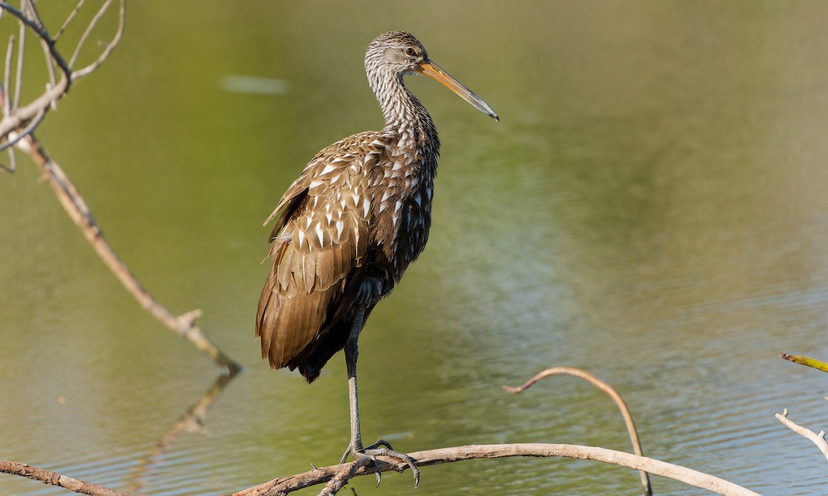 Limpkin - ML646003415