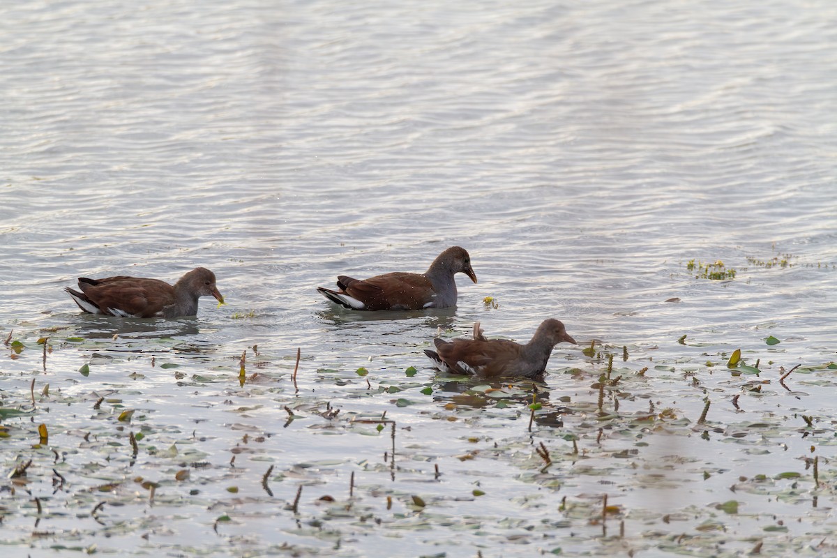 Common Gallinule - ML646003416