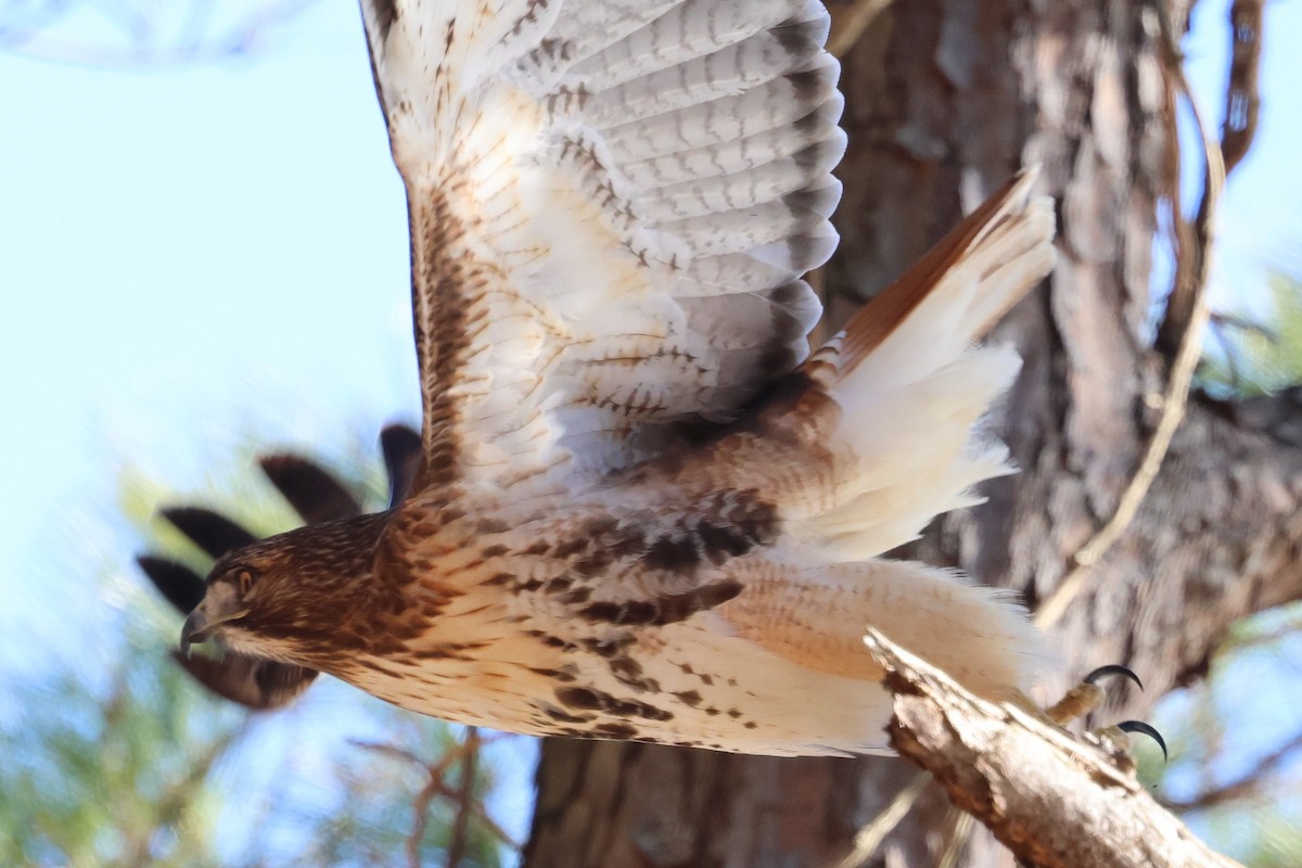 Red-tailed Hawk (borealis) - ML646003417