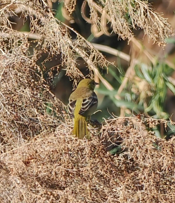 Orchard Oriole - ML646003419
