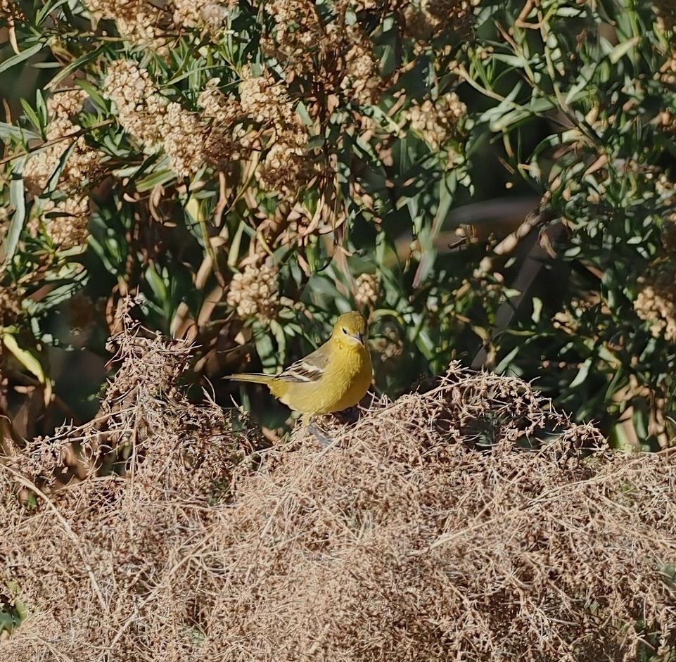 Orchard Oriole - ML646003420