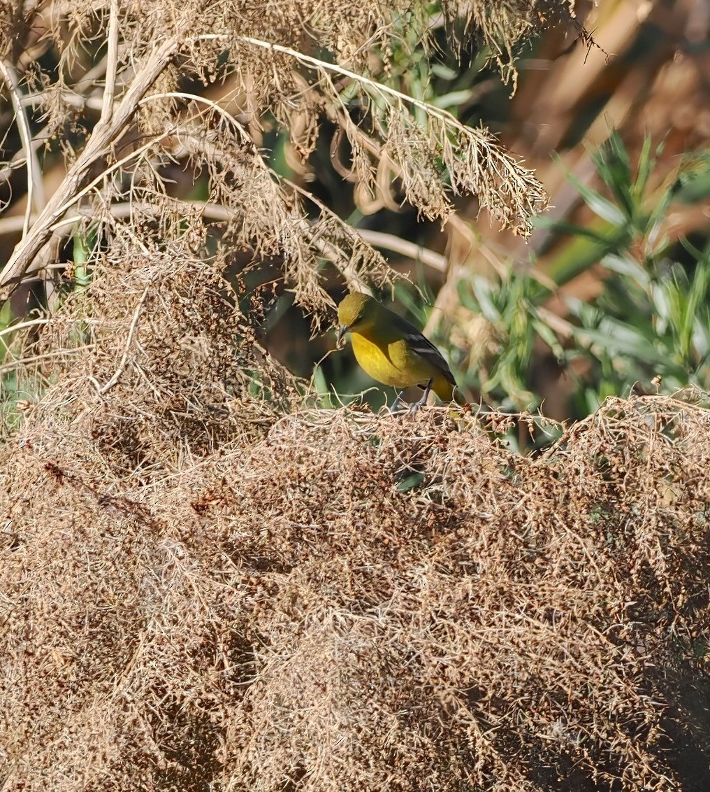 Orchard Oriole - ML646003421
