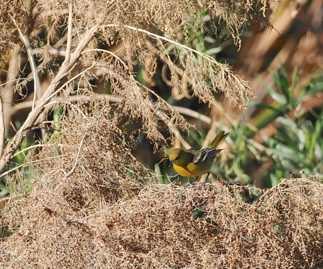 Orchard Oriole - ML646003422