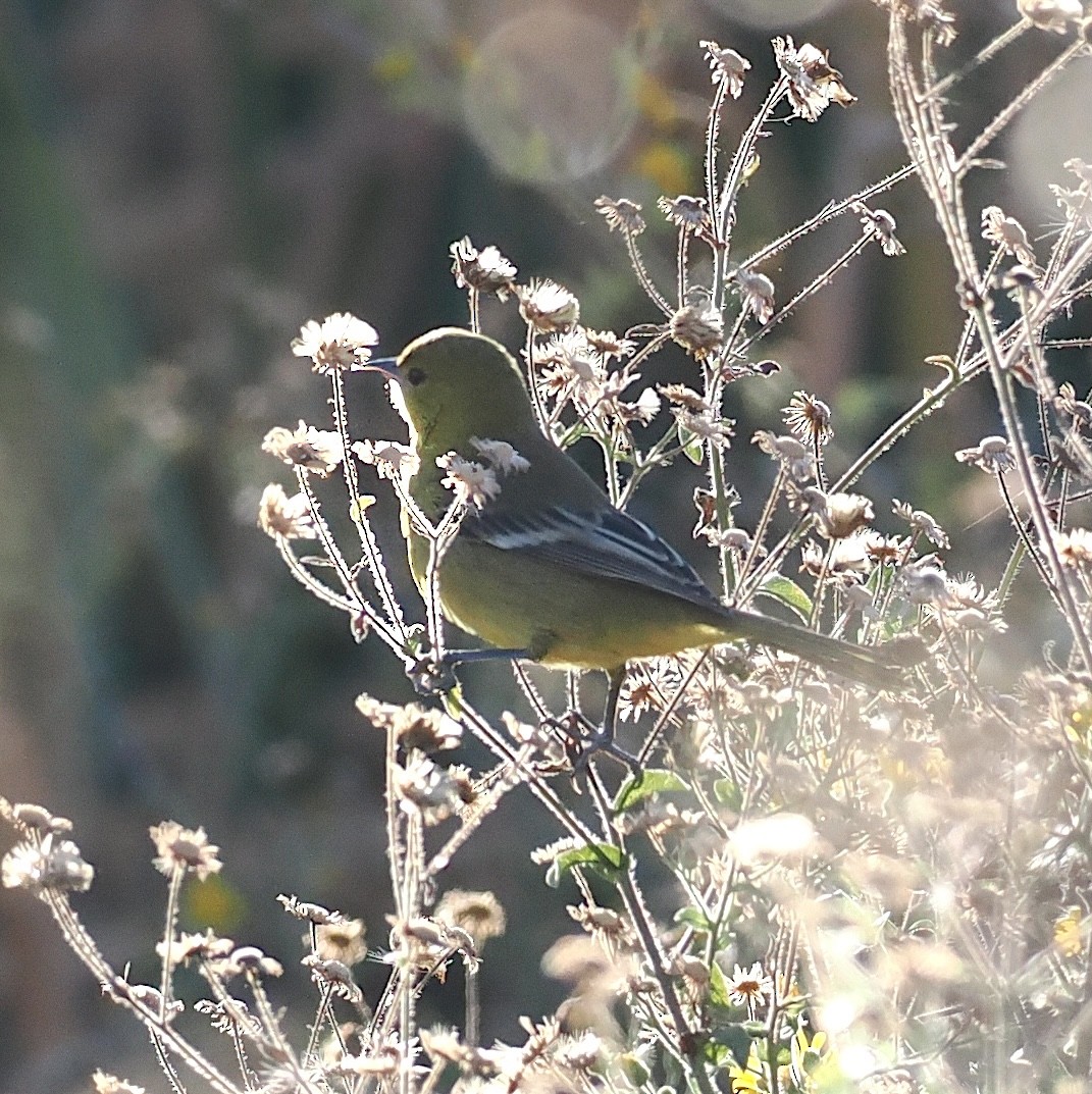 Orchard Oriole - ML646003423