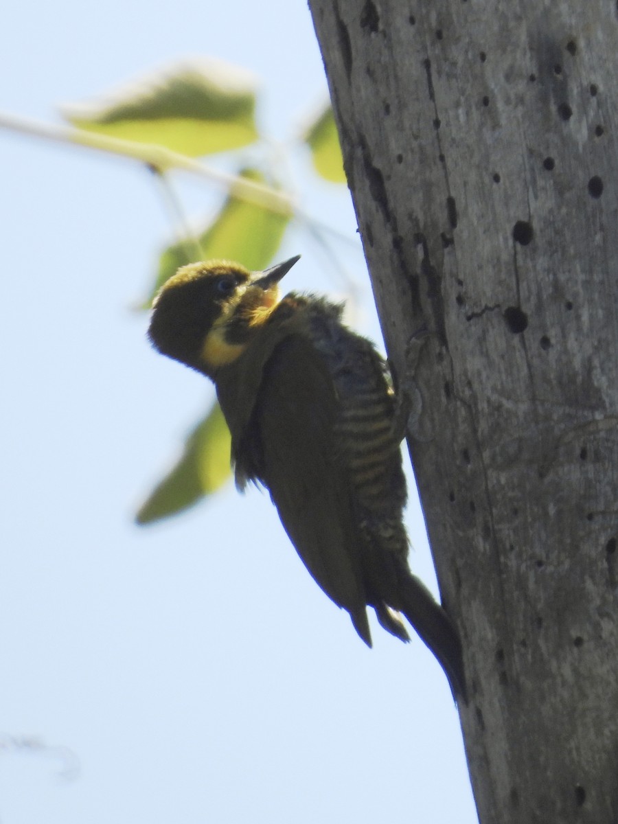 Golden-green Woodpecker - ML646003424