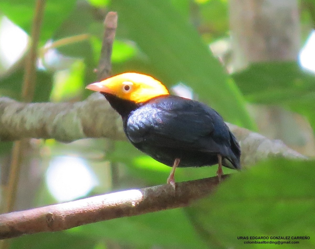 Altın Takkeli Manakin - ML646003426