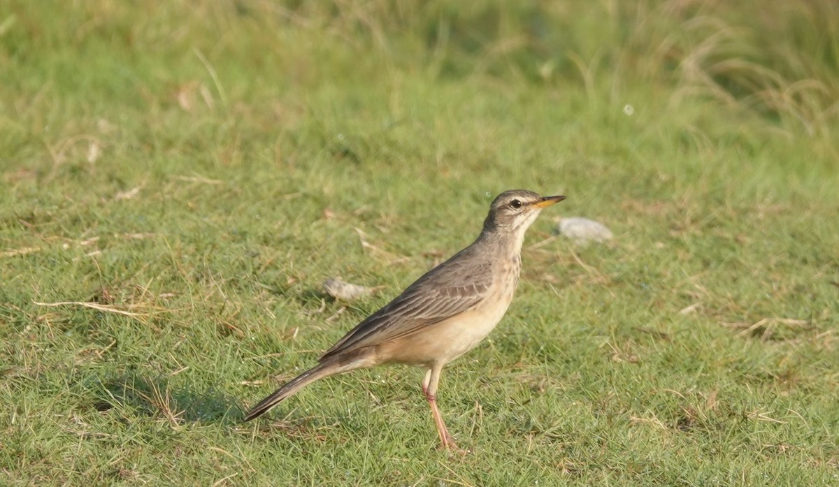 Plain-backed Pipit - ML646003430